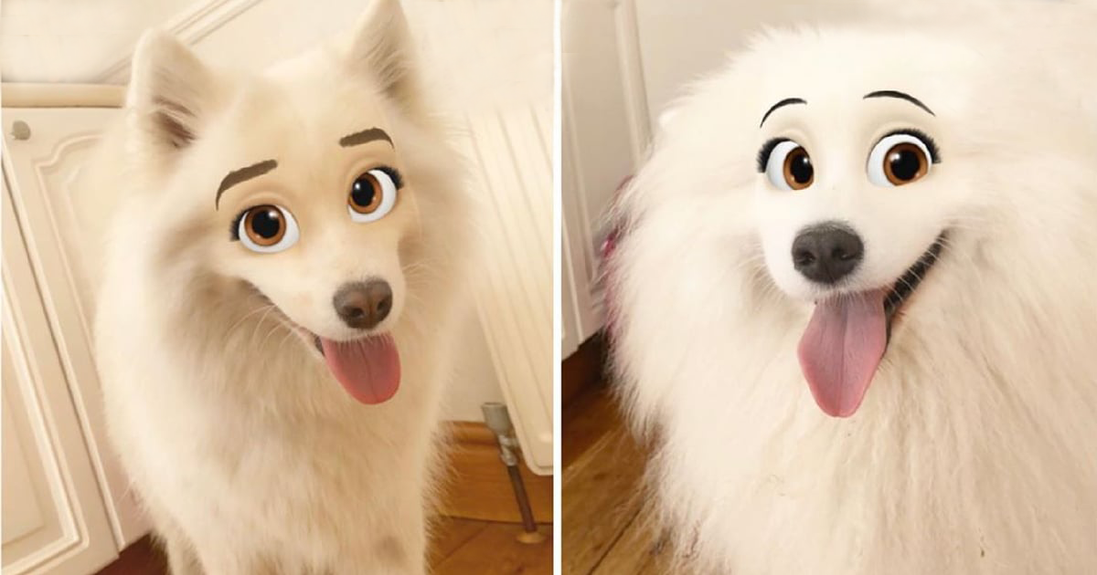 Disney princess augmented reality for dogs